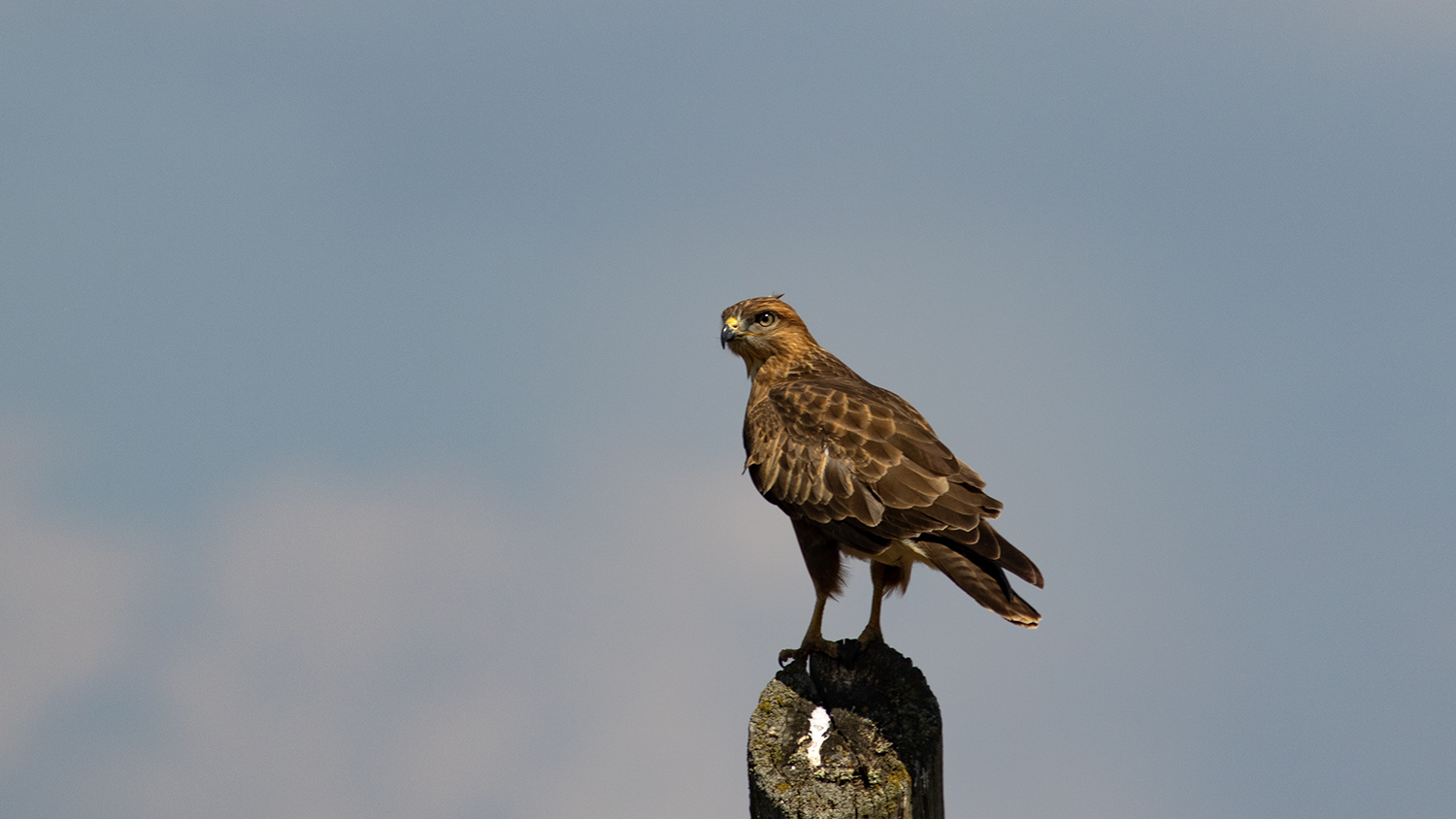Long-legged Buzzard
